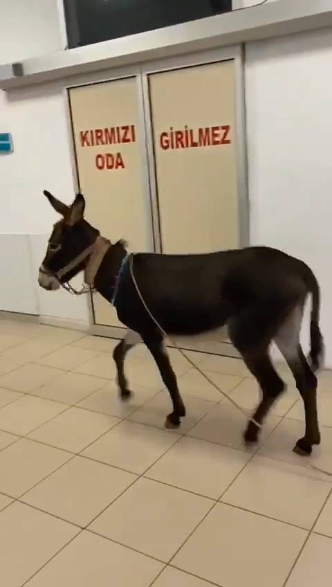 Polisten kaçan firari eşek soluğu acil serviste aldı - Resim: 5